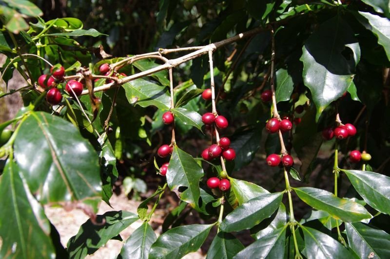 画像3: 【訳アリ！数量限定】【標高指定】東ティモールピースコーヒー[ドリップバッグ] (3)