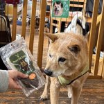 画像3: ピースワイルドジャーキー(保護犬直送プレゼント:こちらの商品はピースワンコ譲渡センター/シェルターのワンコへ直接プレゼントするものでお客様のお手元へは届きません） (3)