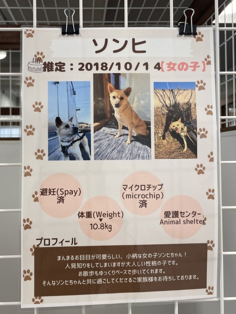 画像4: ソンヒのワンコアート (4)