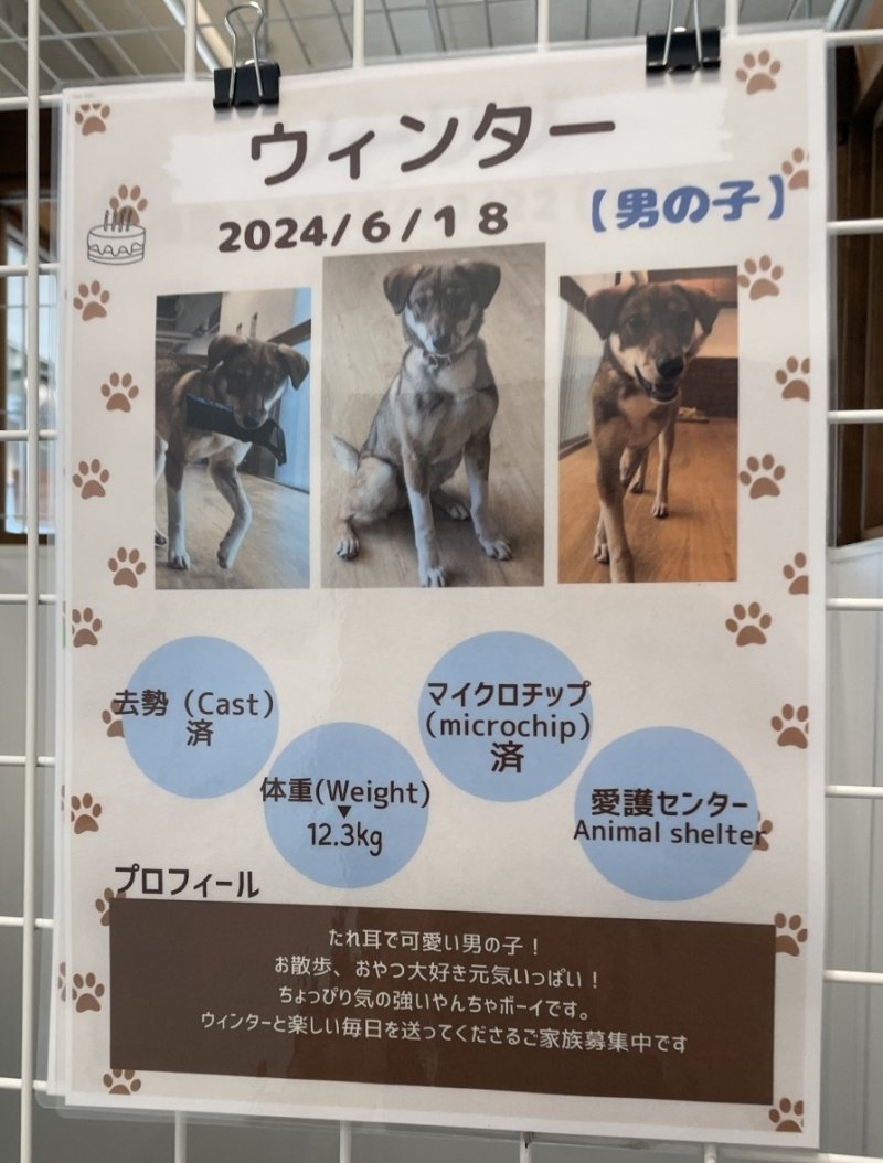 画像4: ウィンターのワンコアート (4)