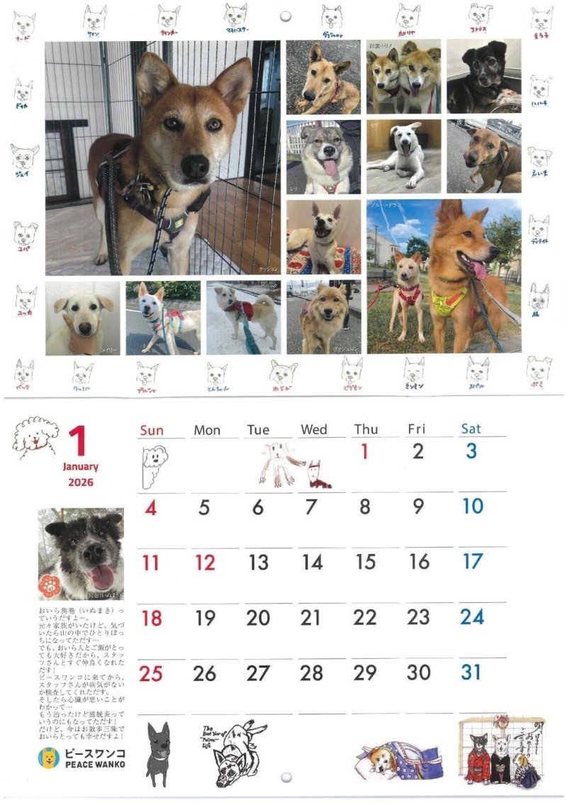 画像2: 2026ピースワンコカレンダー　単品購入時日時指定・代引き不可* (2)