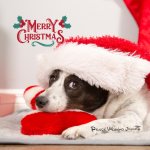 画像2: クリスマスワンココーヒー200g (2)