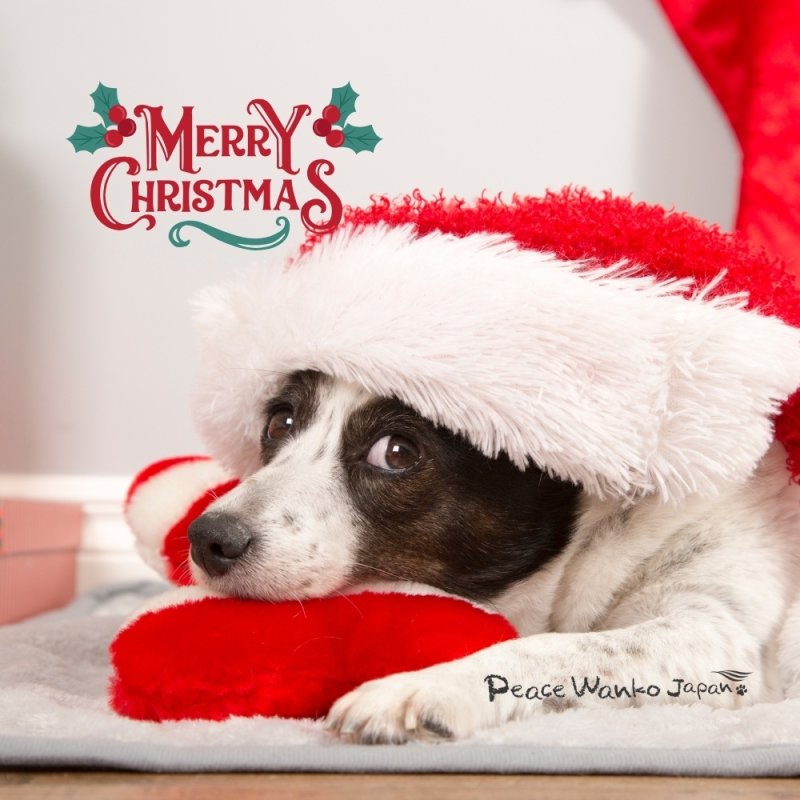 画像2: クリスマスワンココーヒー200g (2)