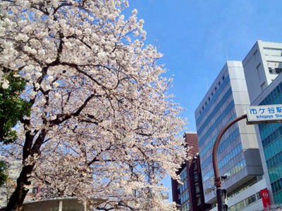 事務所前の桜